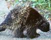 porcupine